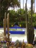 Maroc (المغرب) - Jardins (حدائق) - Marrakech (مراكش) - Jardin Majorelle (حديقة (...)